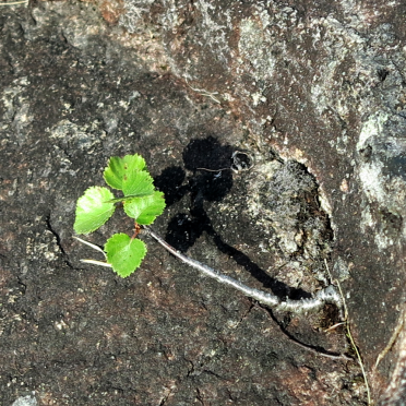 nature finds a way