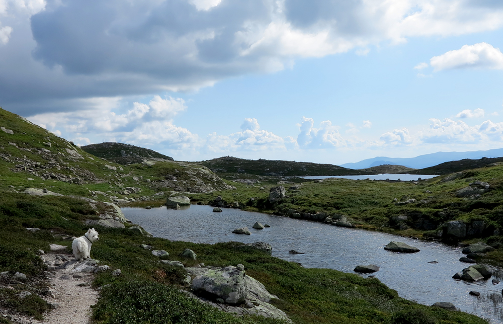Vassfarfjellet, Flå