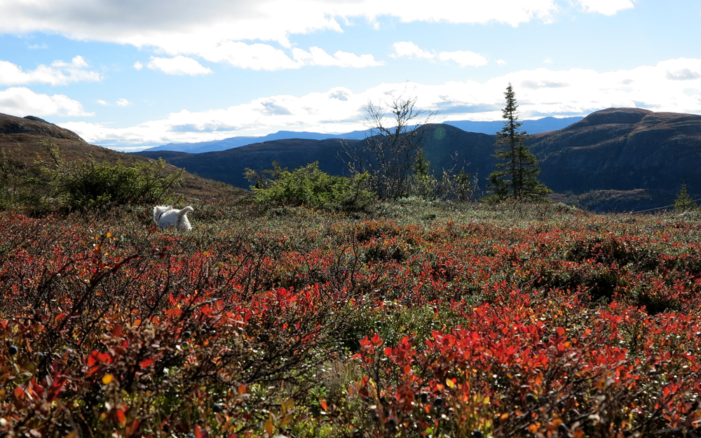 vassfarfjellet, autumn
