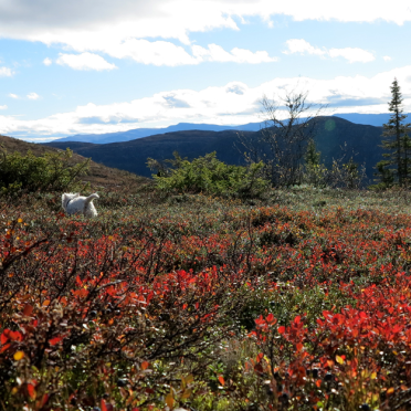 vassfarfjellet, autumn