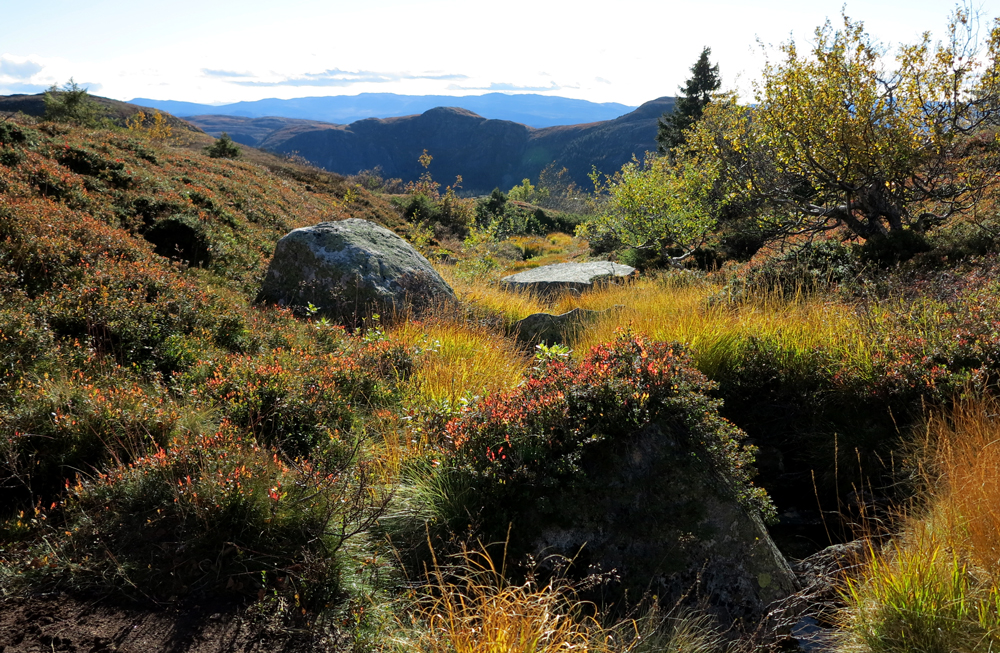 vassfarfjellet, autumn