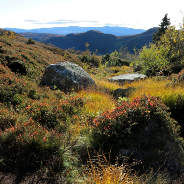 vassfarfjellet, autumn