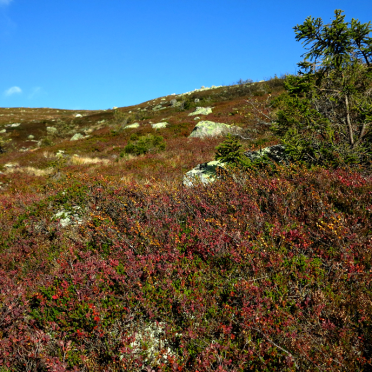 vassfarfjellet, autumn