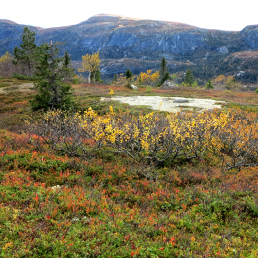 vassfarfjellet