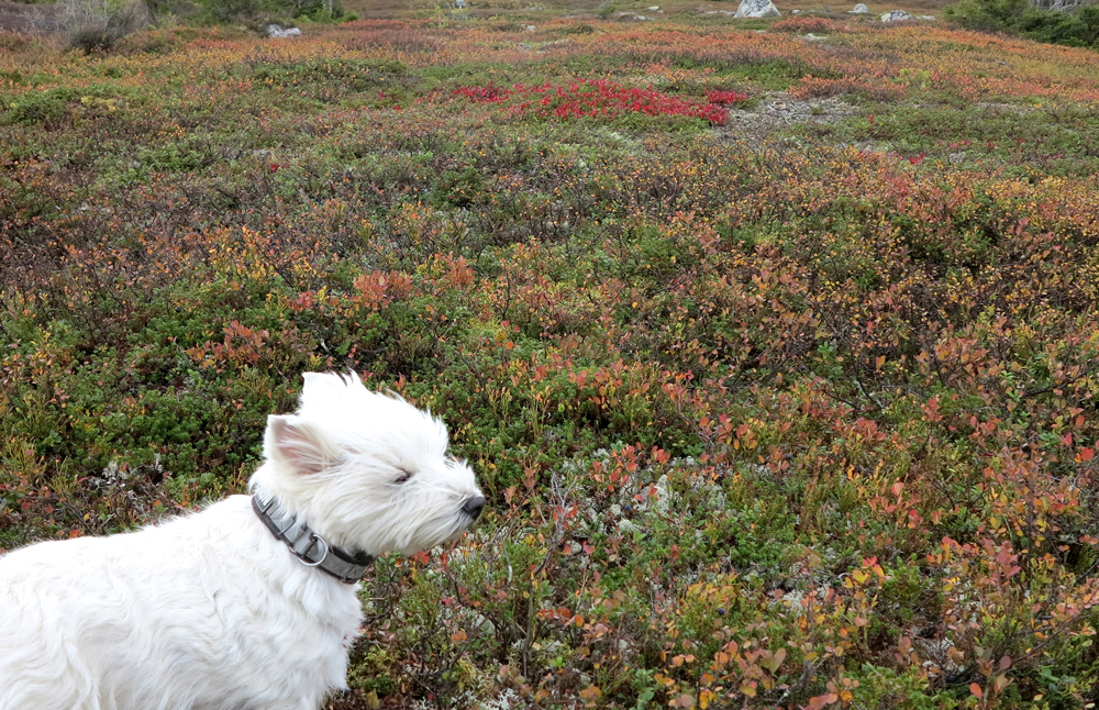 vassfarfjellet - Connie