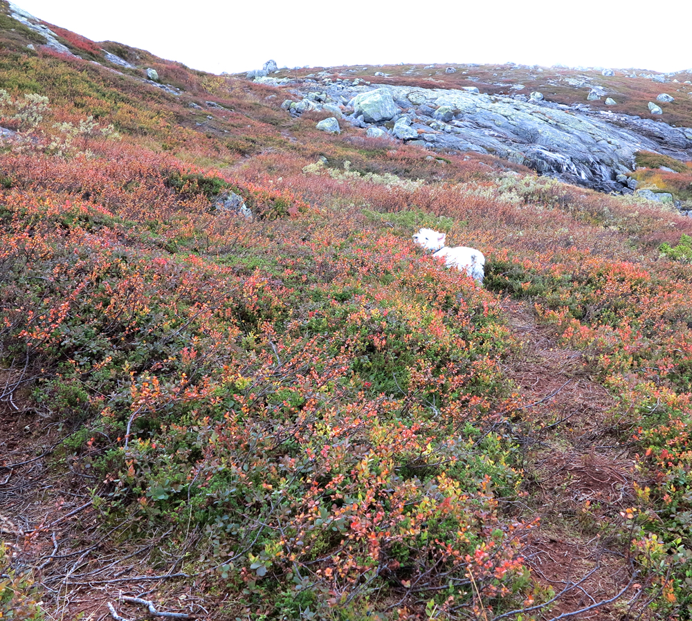 vassfarfjellet – Connie
