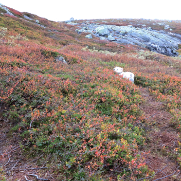 vassfarfjellet – Connie