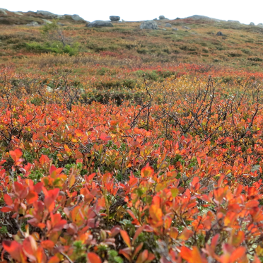 vassfarfjellet