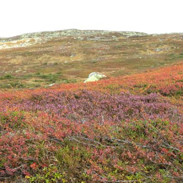 vassfarfjellet