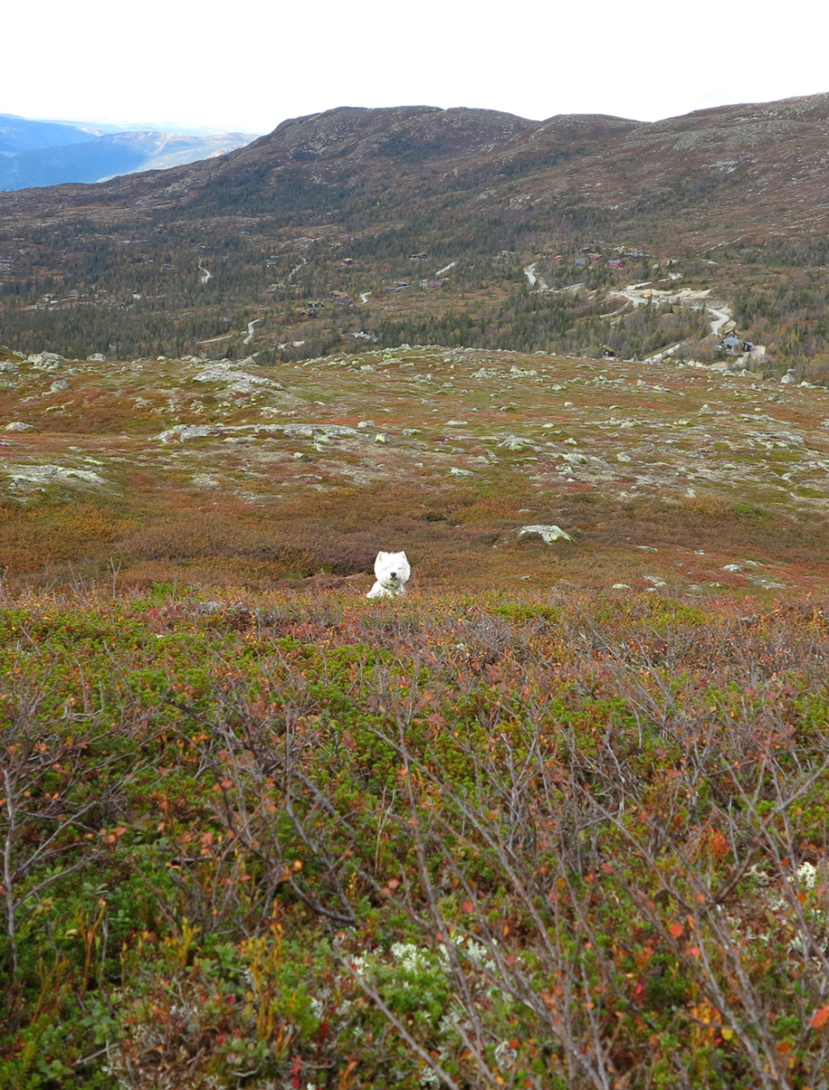 vassfarfjellet – Connie