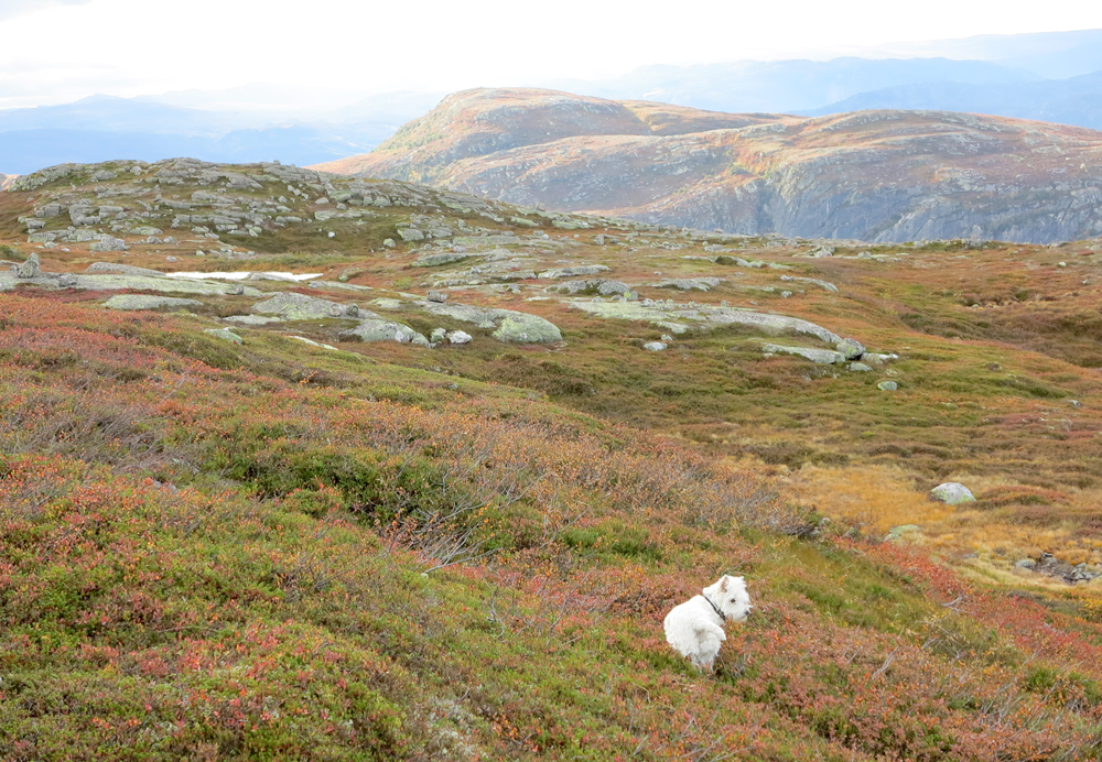 vassfarfjellet – Connie