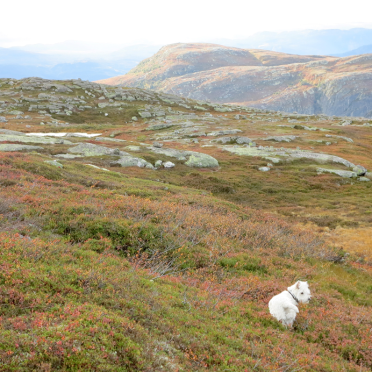 vassfarfjellet – Connie