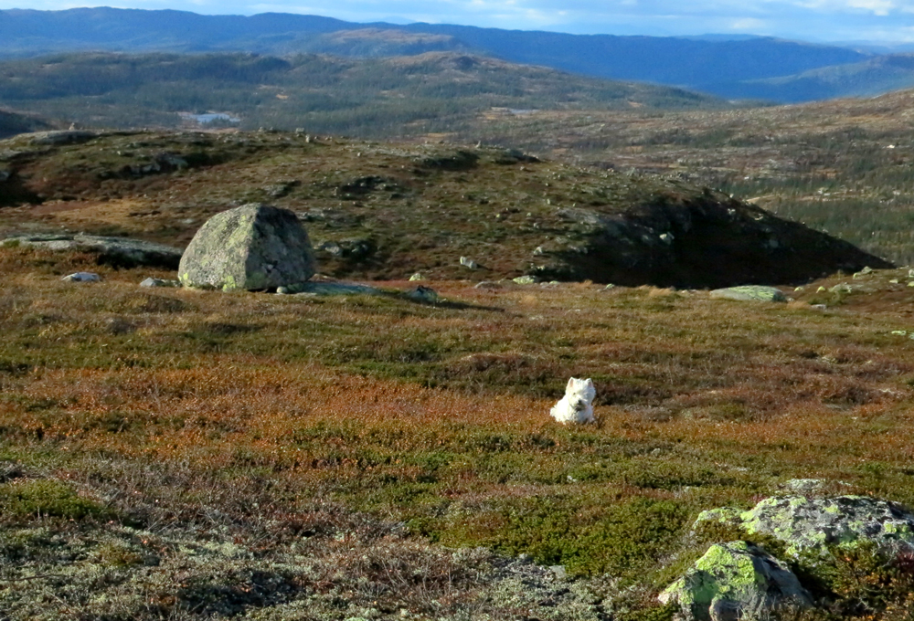 vassfarfjellet