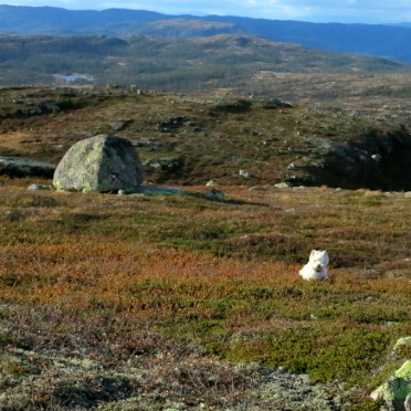 vassfarfjellet