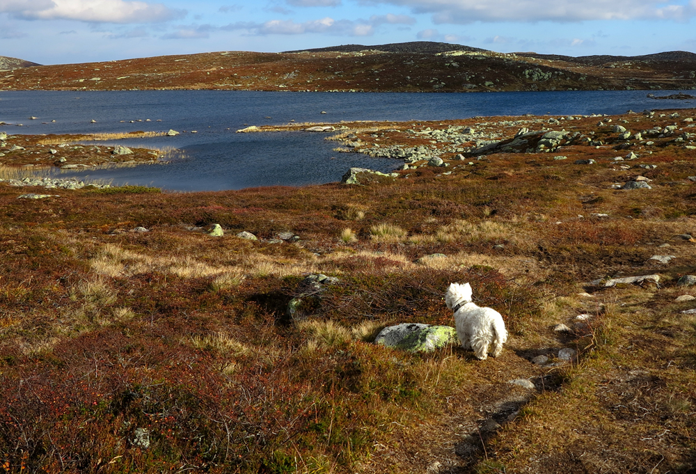 vassfarfjellet, autumn