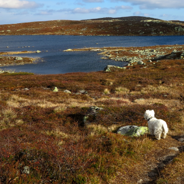vassfarfjellet, autumn