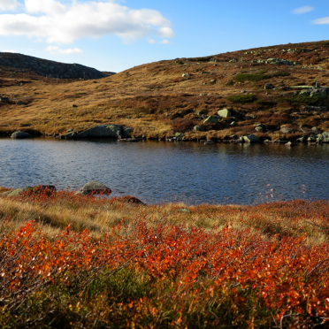 vassfarfjellet, autumn