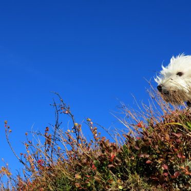 vassfarfjellet, autumn – Connie