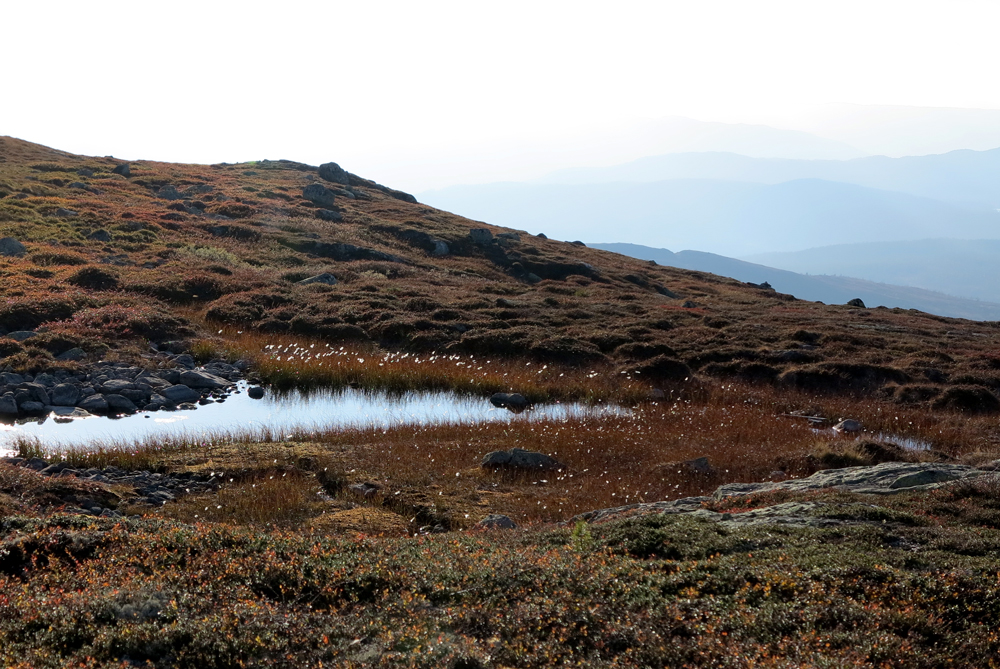 vassfarfjellet, autumn