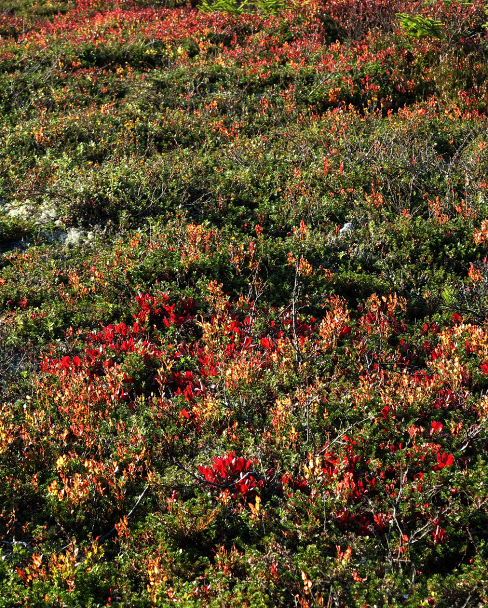 vassfarfjellet, autumn