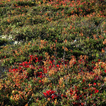 vassfarfjellet, autumn