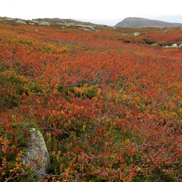 vassfarfjellet