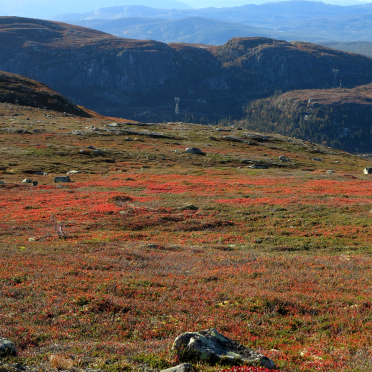 vassfarfjellet