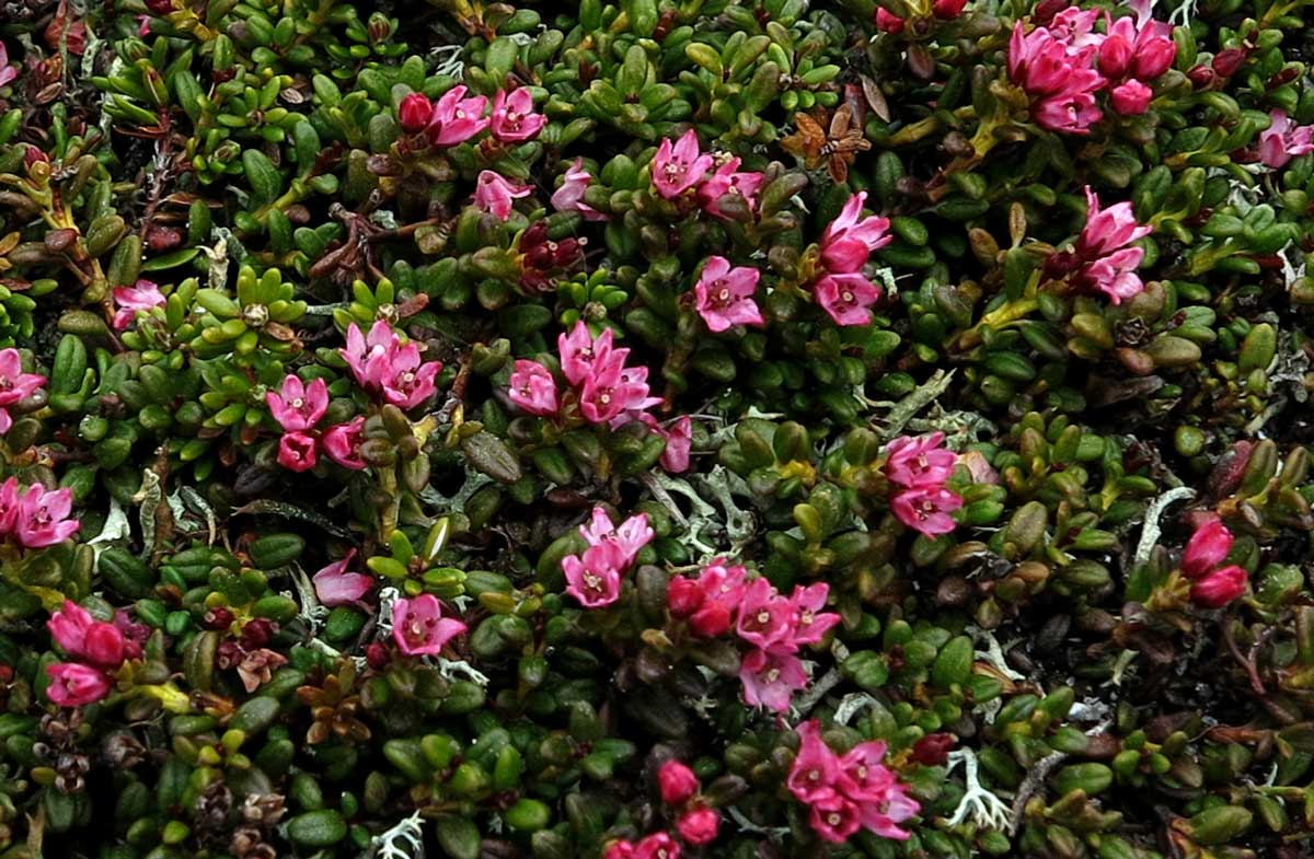 alpine azalea