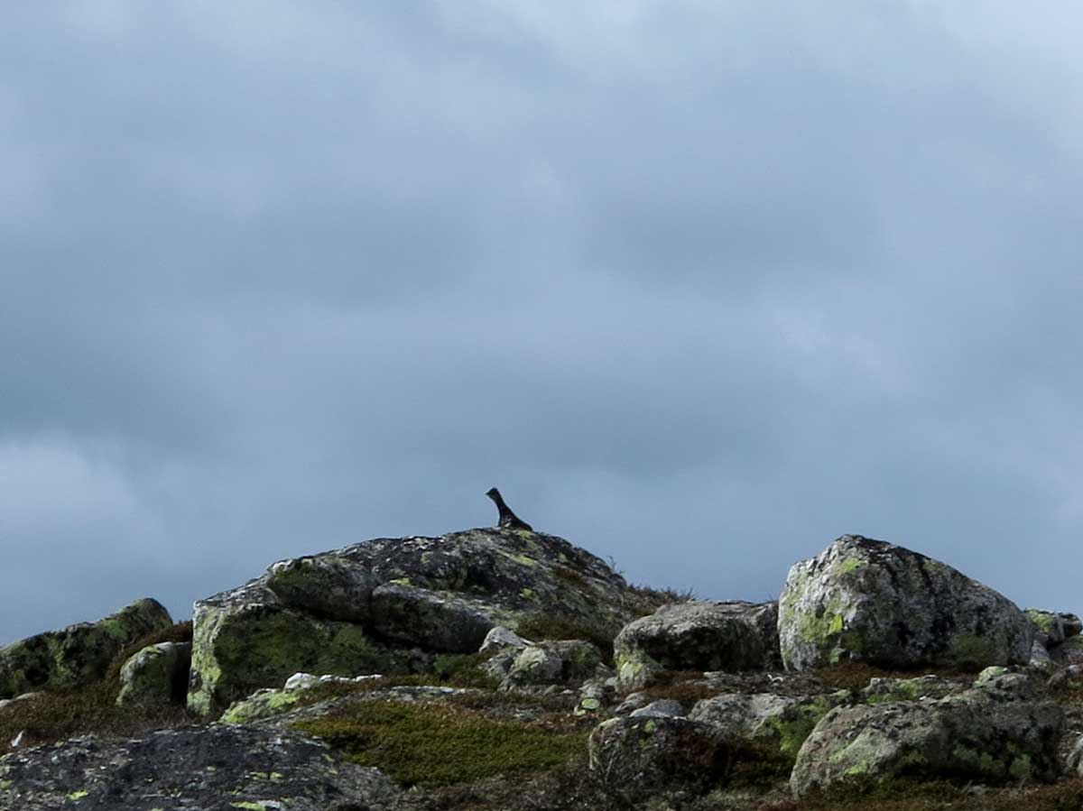 ptarmigan