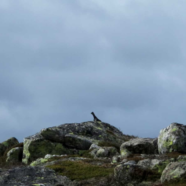 ptarmigan