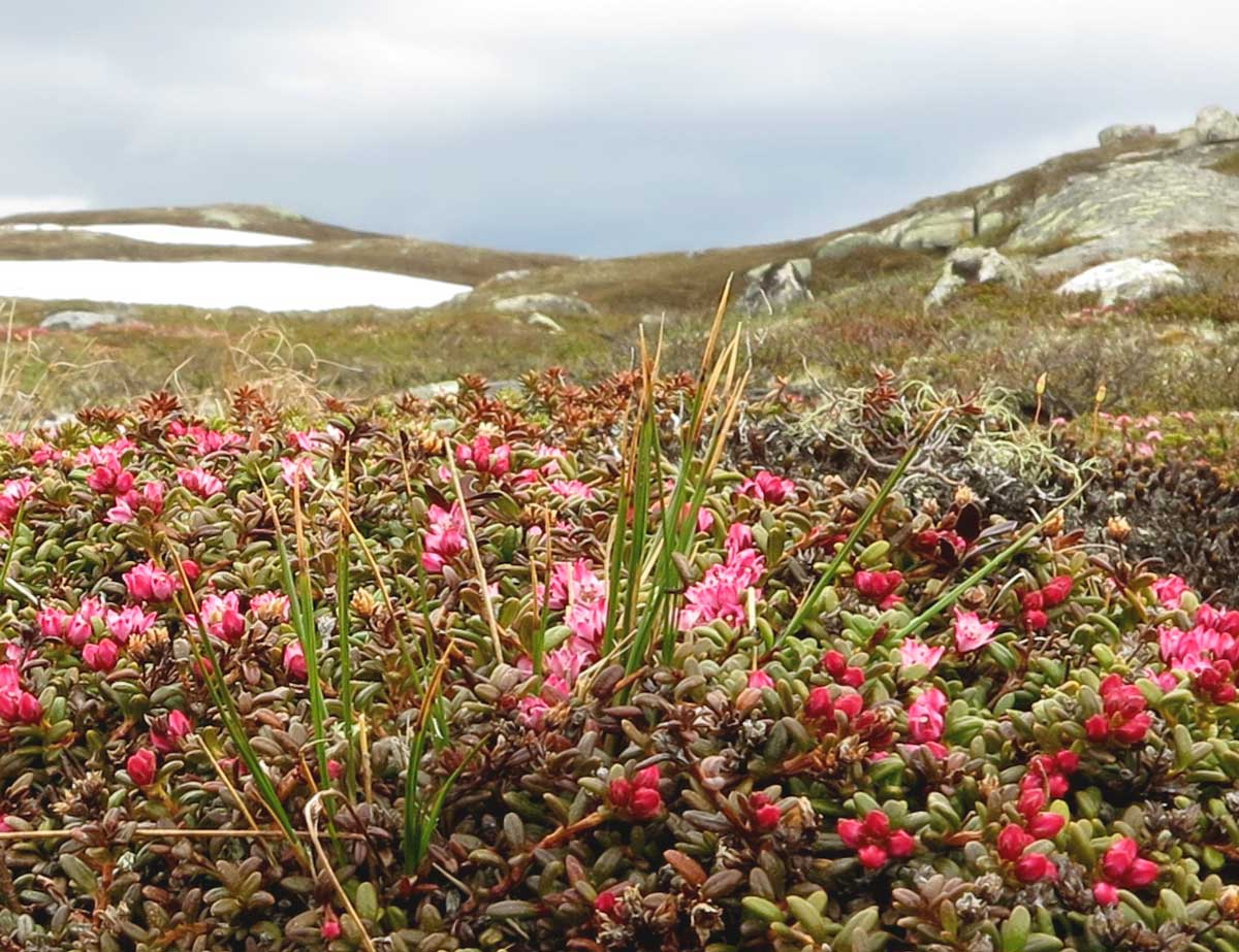 alpine azalea