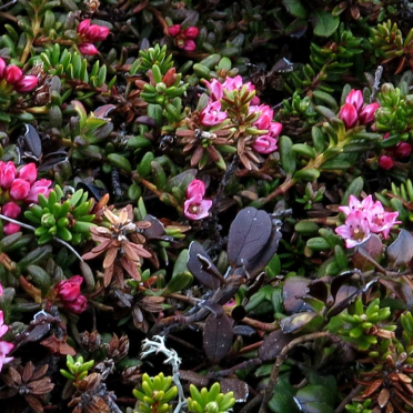 alpine azalea