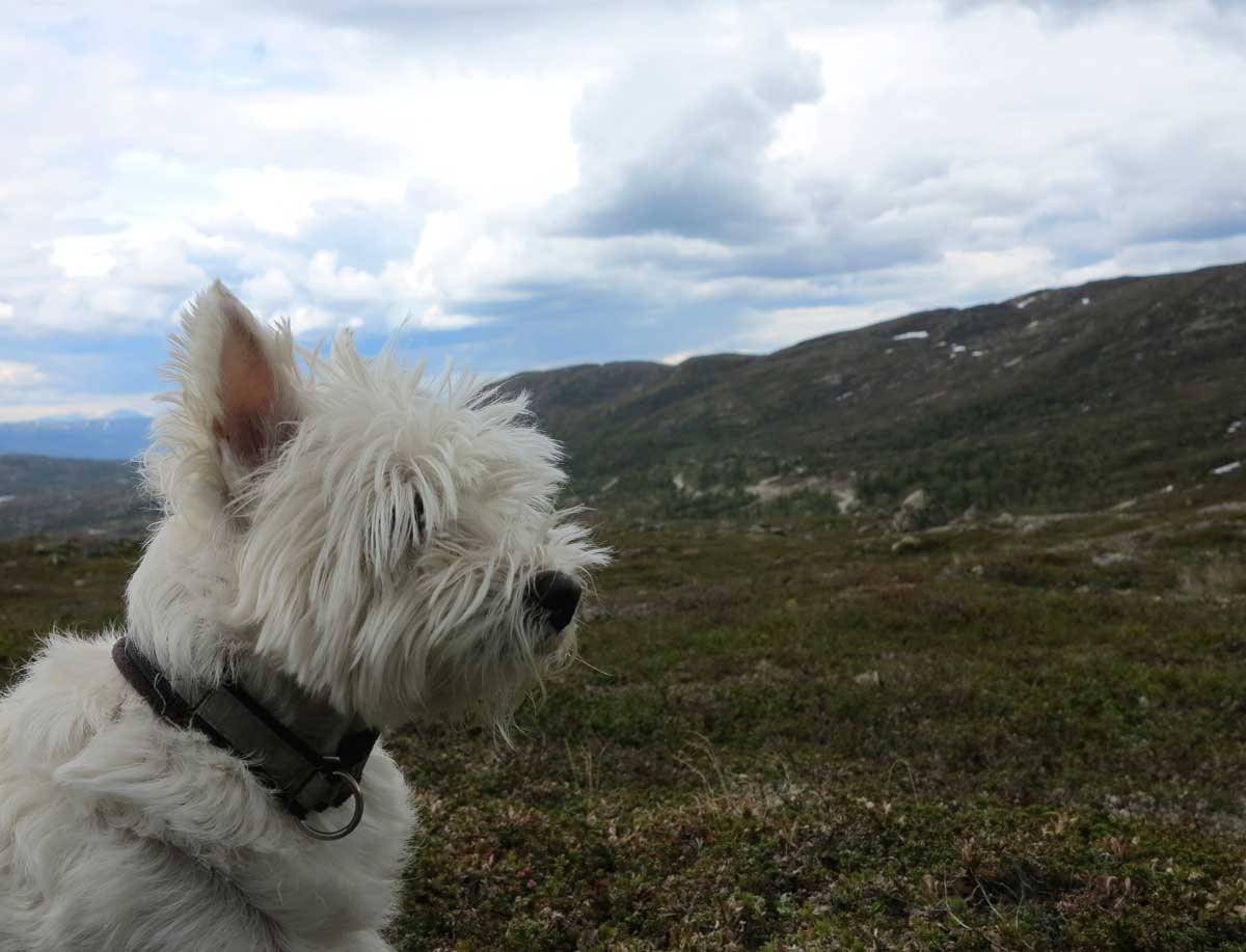 westie
