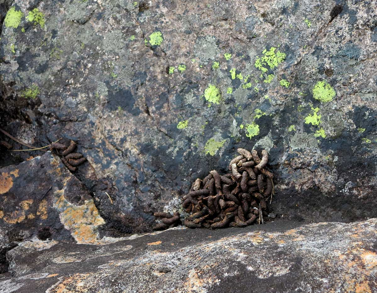 ptarmigan poo