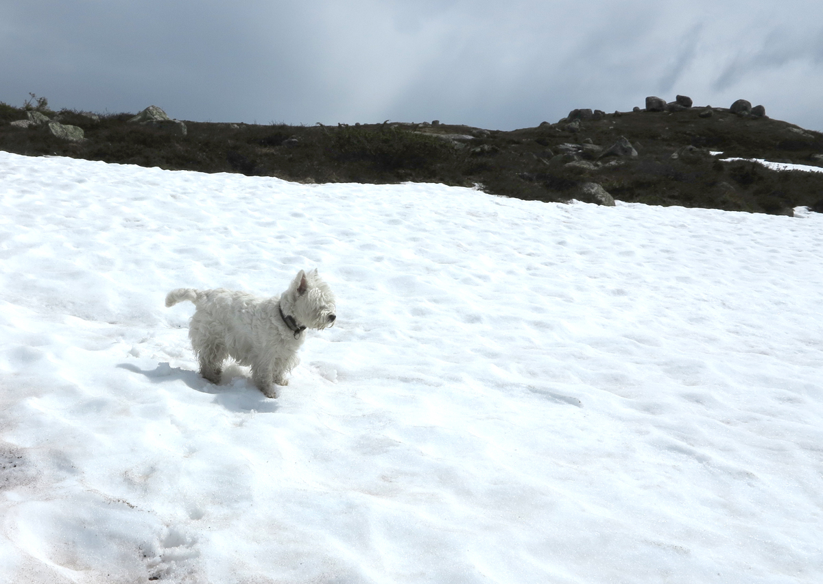white world, white dog