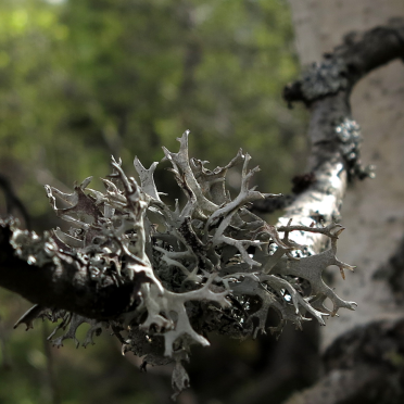 mountain birch