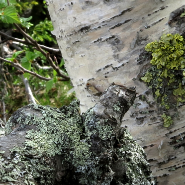 mountain birch moss