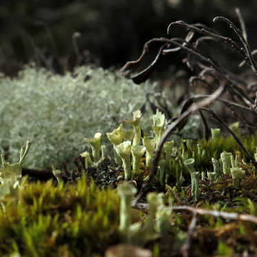 pixie-cup lichen