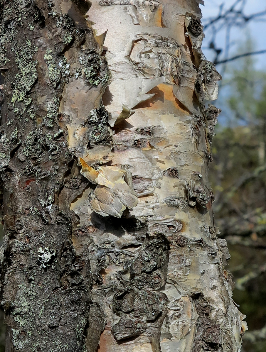 mountain birch