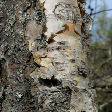 mountain birch