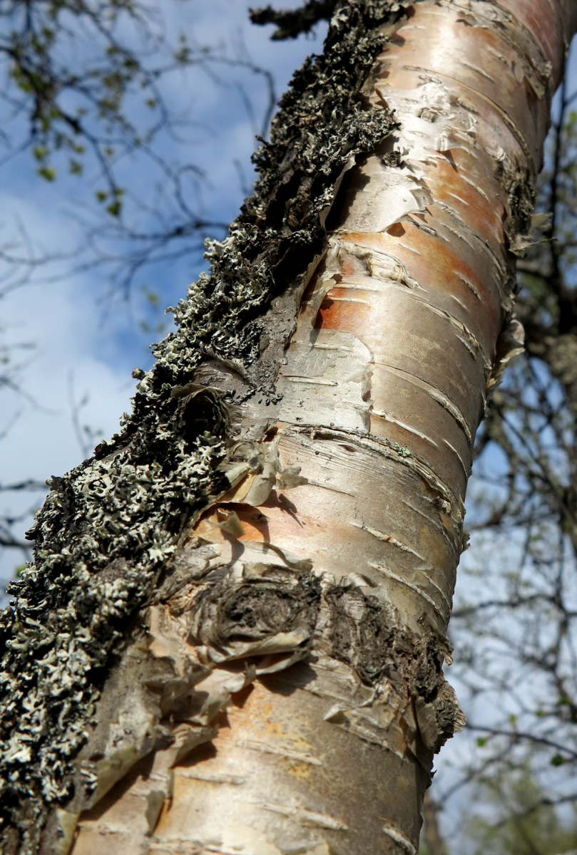 mountain birch