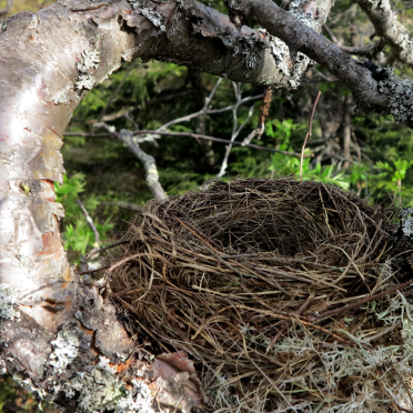 birds nest - nobody home