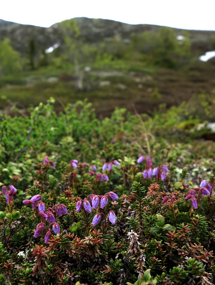 blue heath
