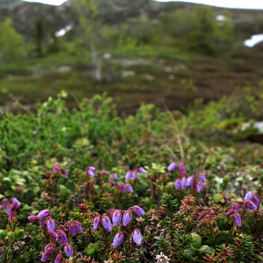 blue heath