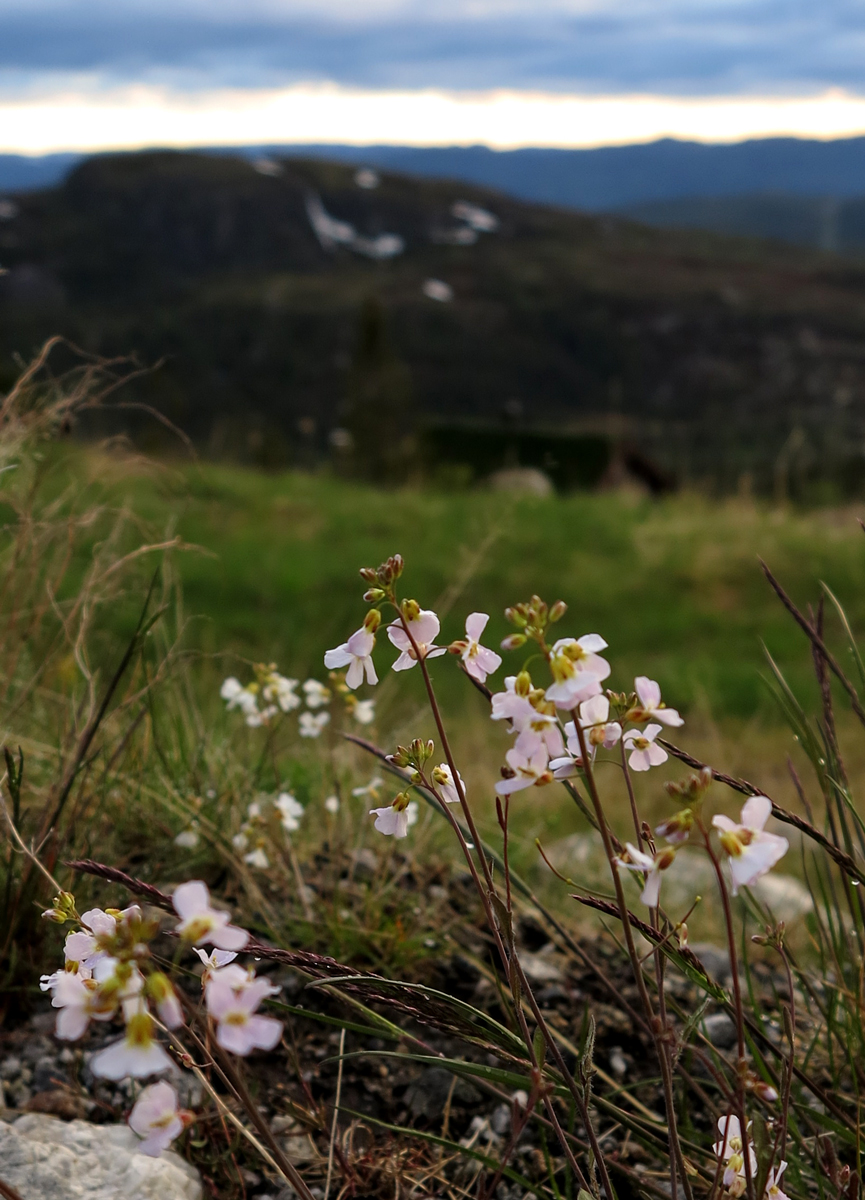 Arabidopsis sp?