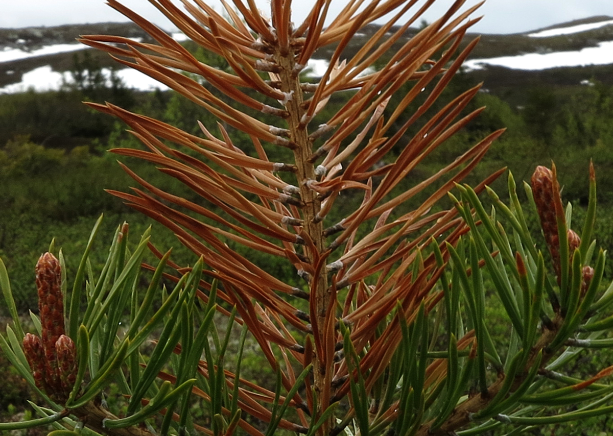 pine