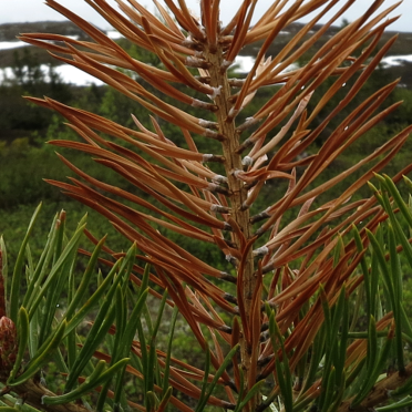 pine