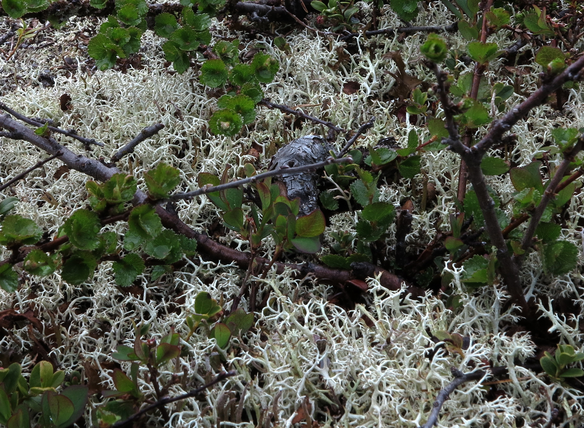 birch and lichen