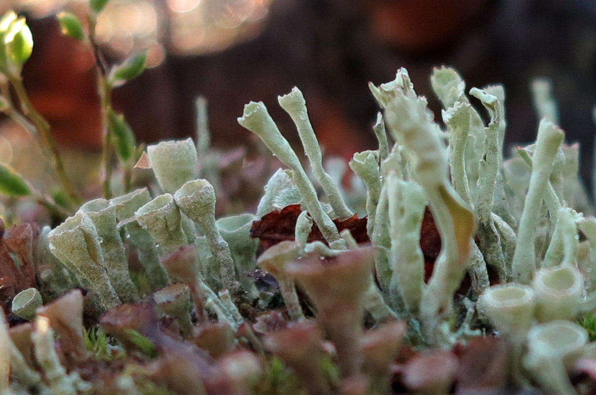 pixie-cup lichen