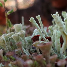 pixie-cup lichen